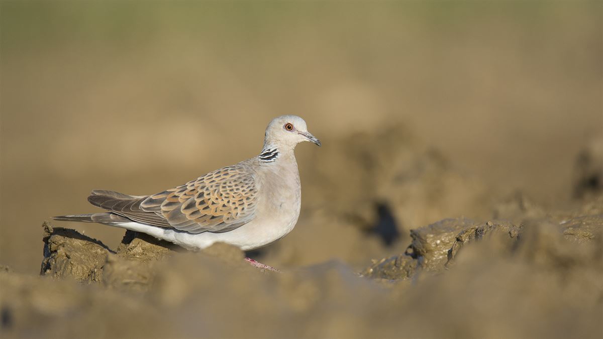 European Turtle Dove