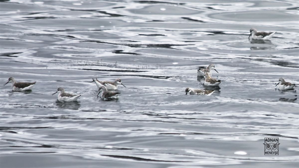 Wilson`s Phalarope