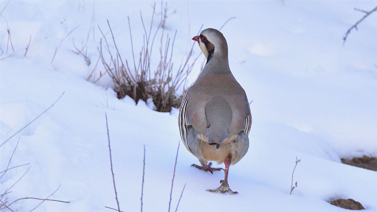Chukar Partridge