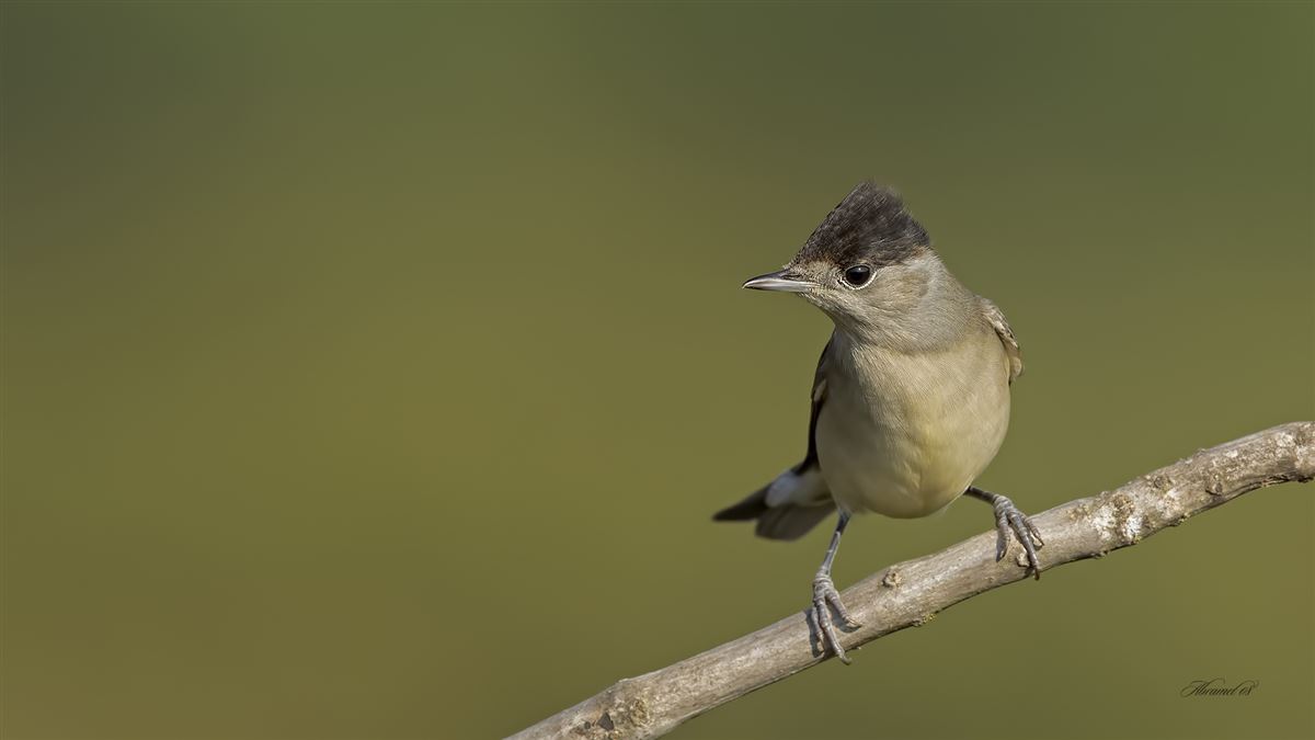 Eurasian Blackcap