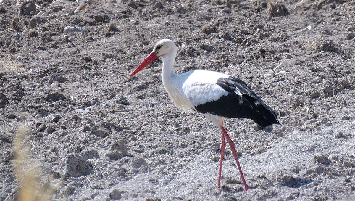 White Stork