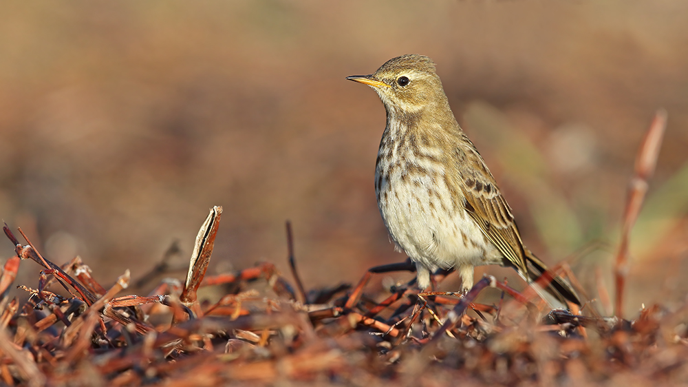 Water Pipit