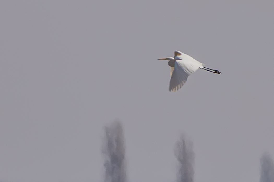 Great Egret