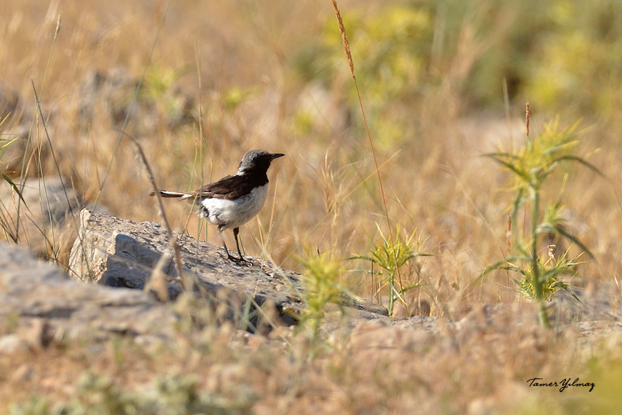 Finsch`s Wheatear