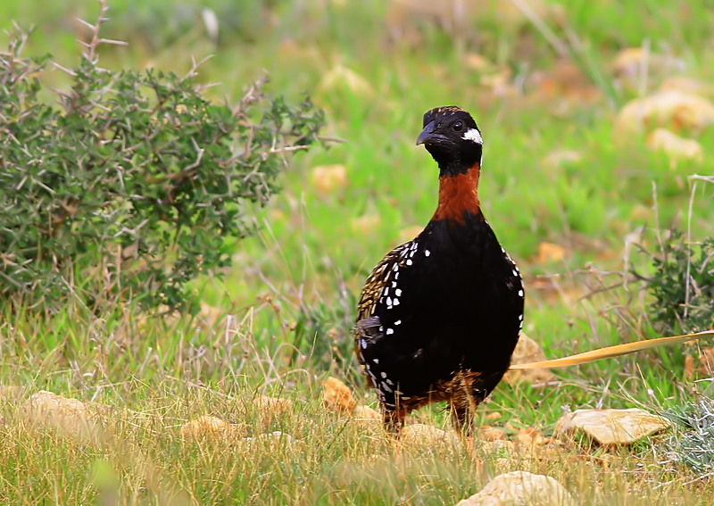 Black Francolin