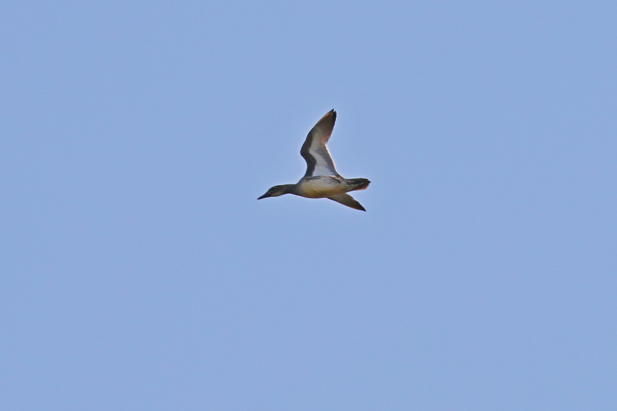Garganey