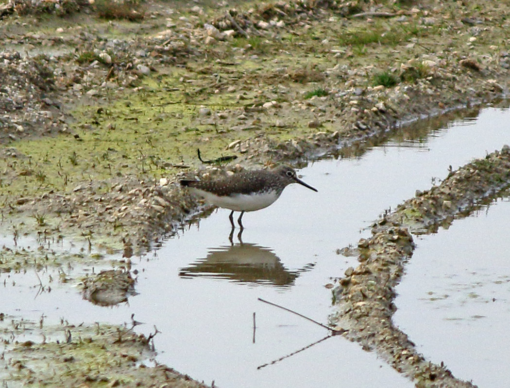 Green Sandpiper