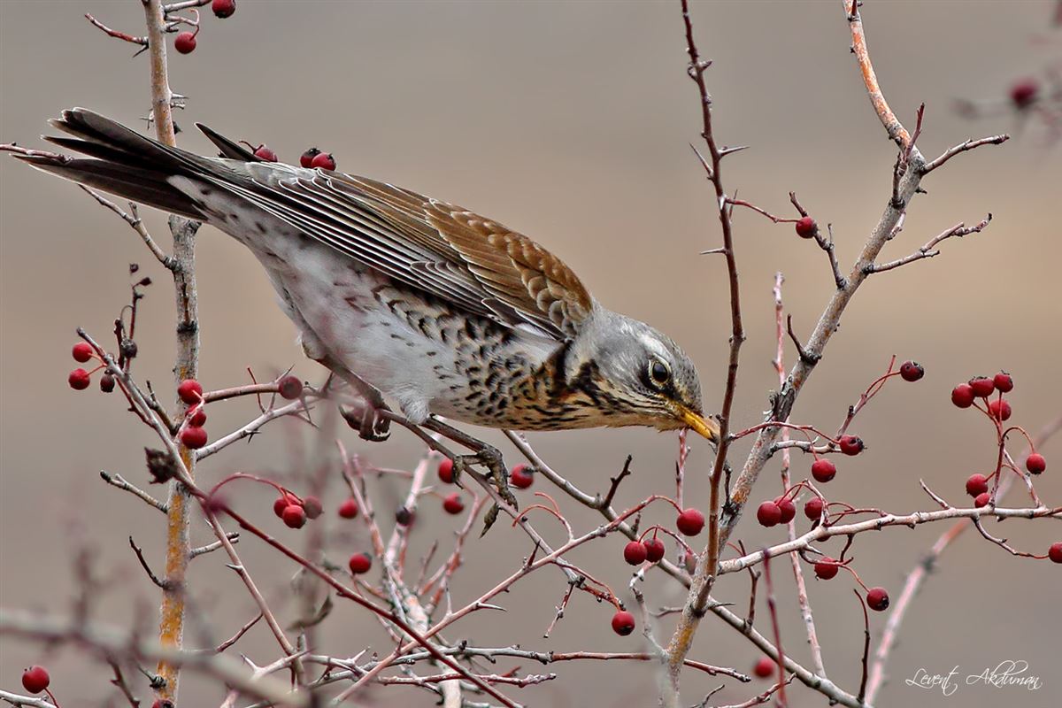 Fieldfare