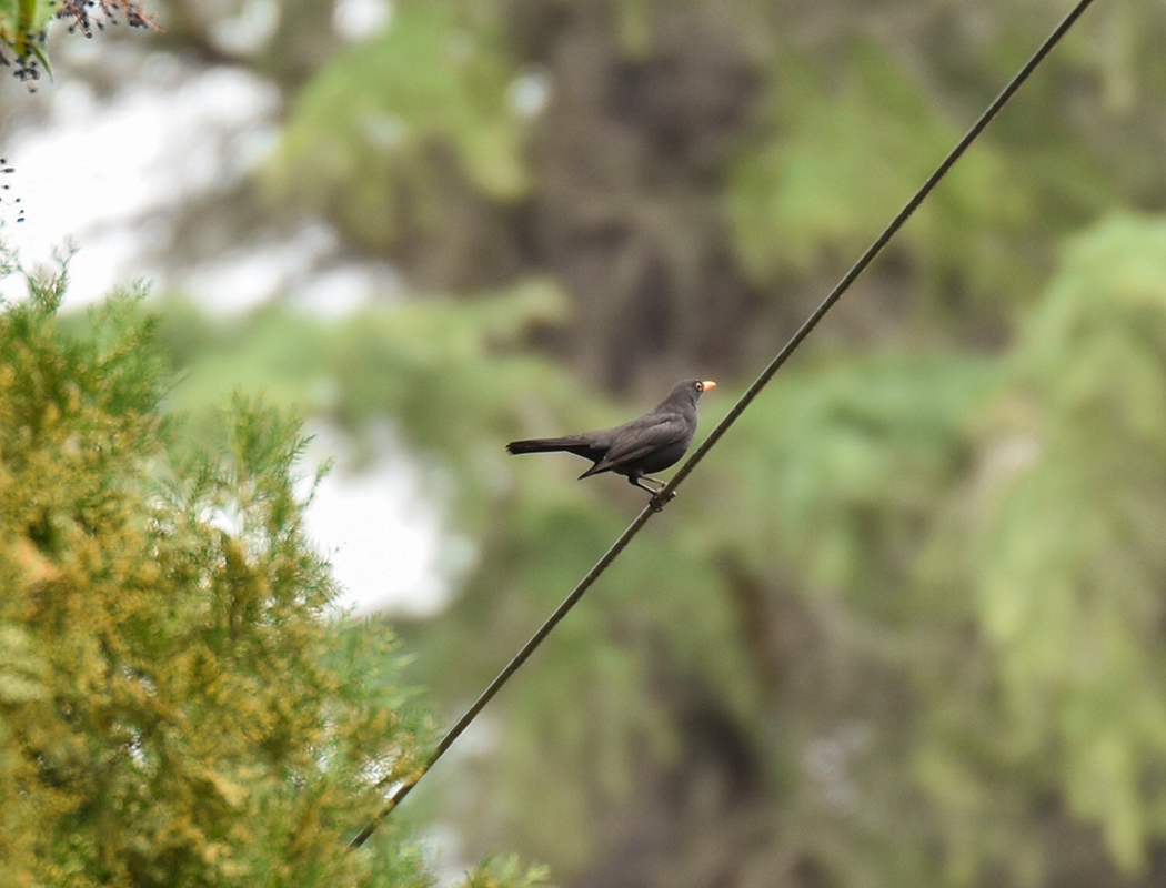 Common Blackbird