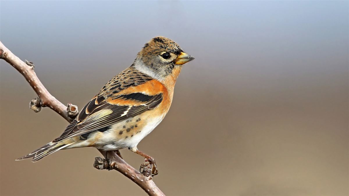 Brambling