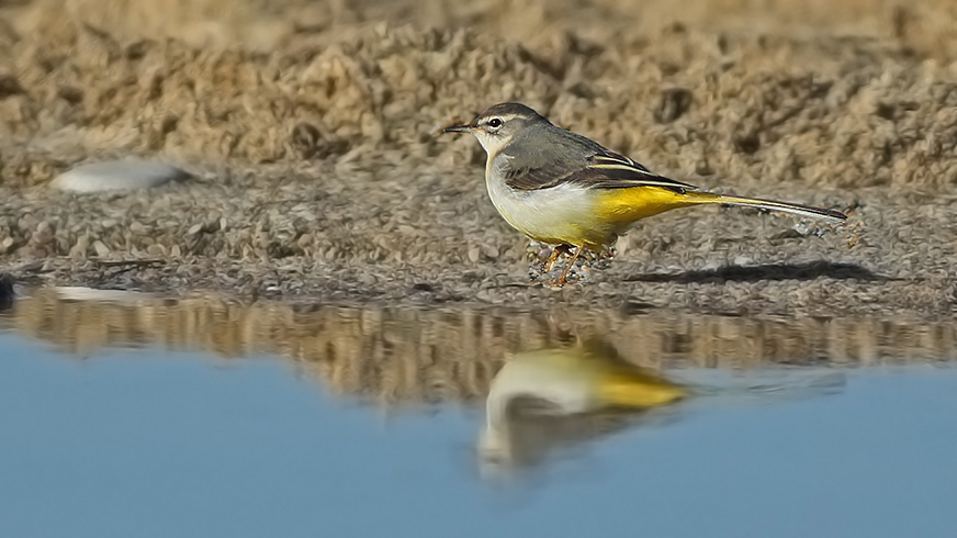 Grey Wagtail