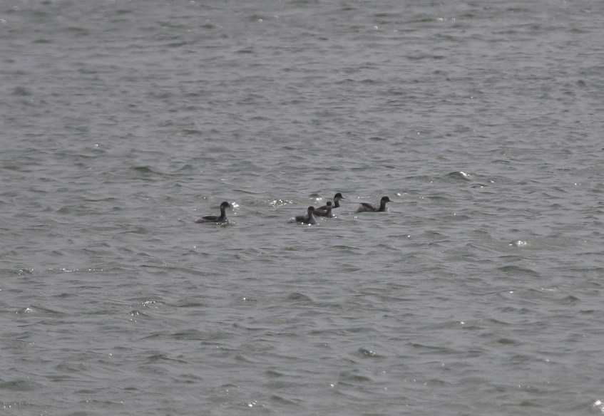 Black-necked Grebe