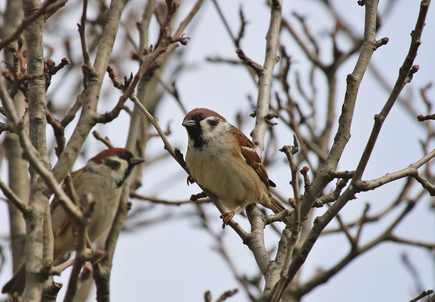 Eurasian Tree Sparrow