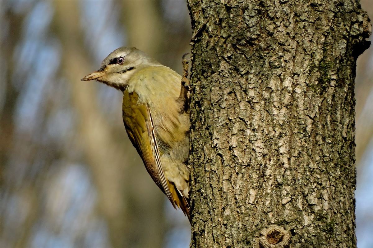 Grey-headed Woodpecker