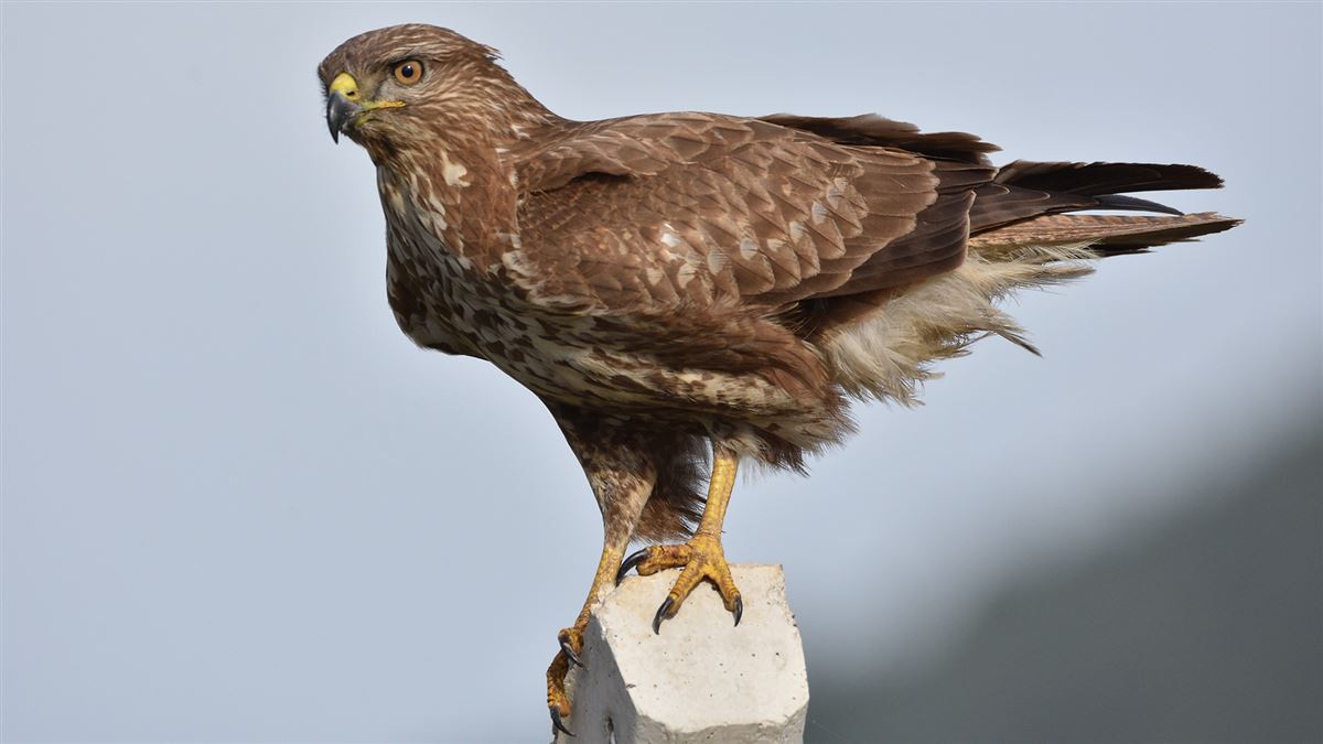Common Buzzard