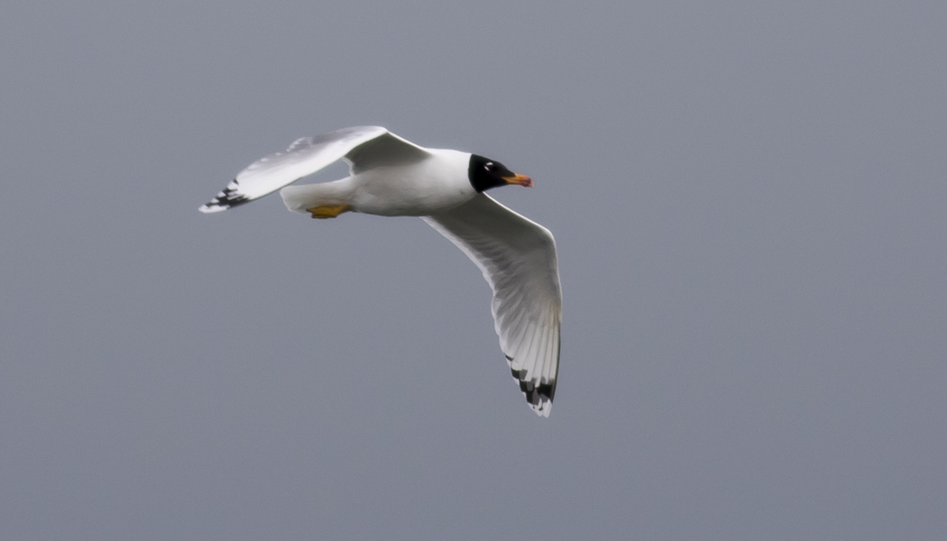 Pallas`s Gull