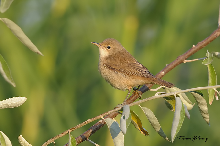 Marsh Warbler