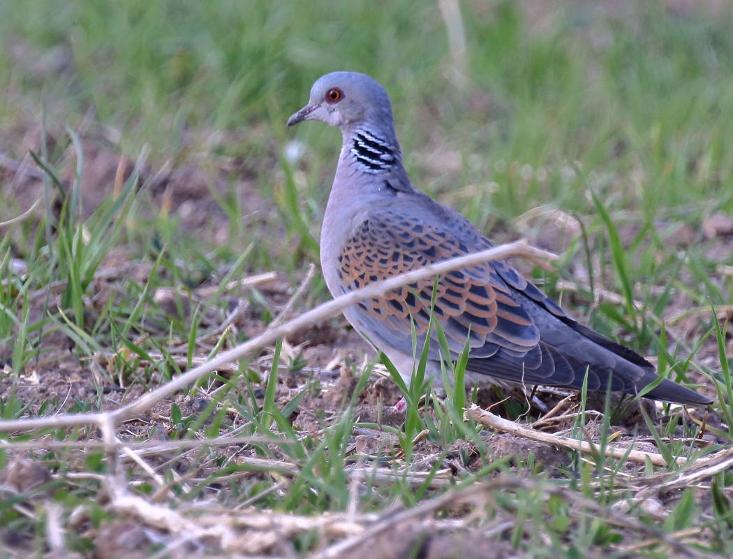 European Turtle Dove