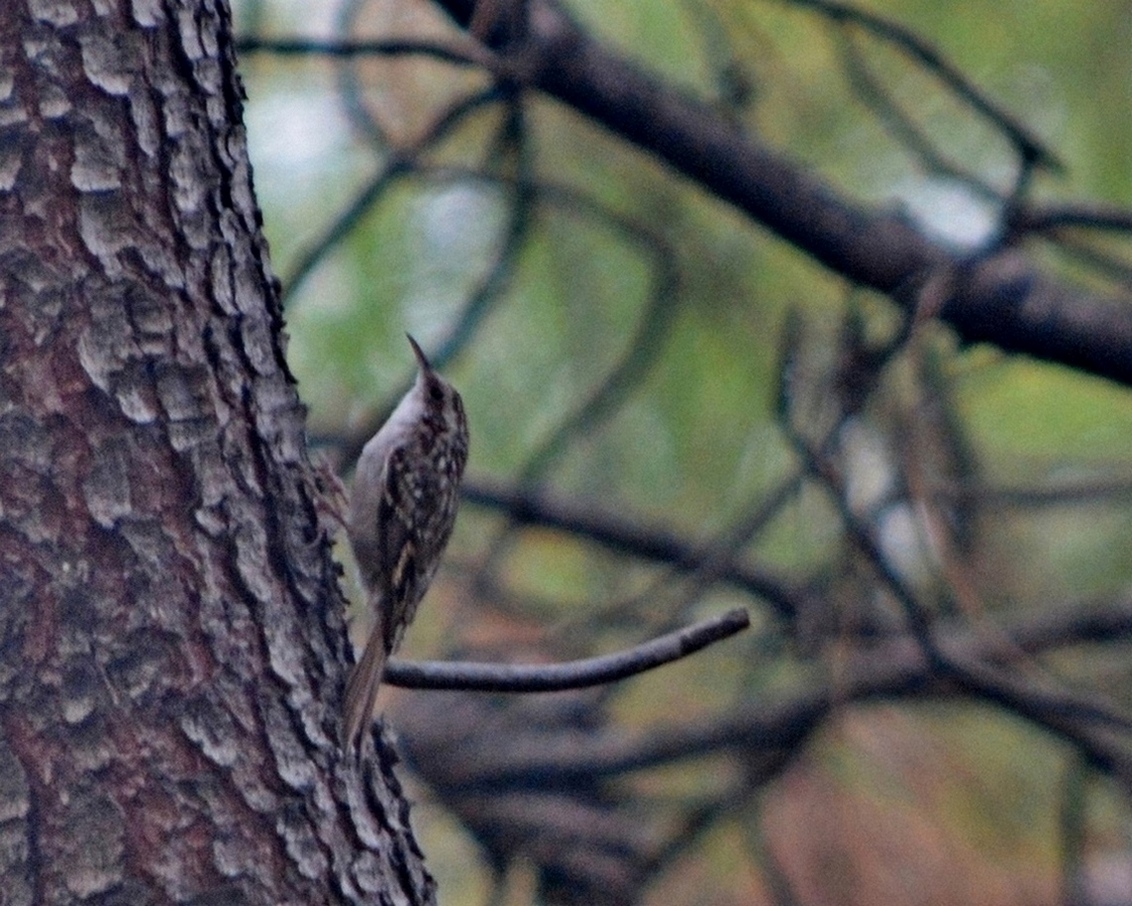 Short-toed Treecreeper