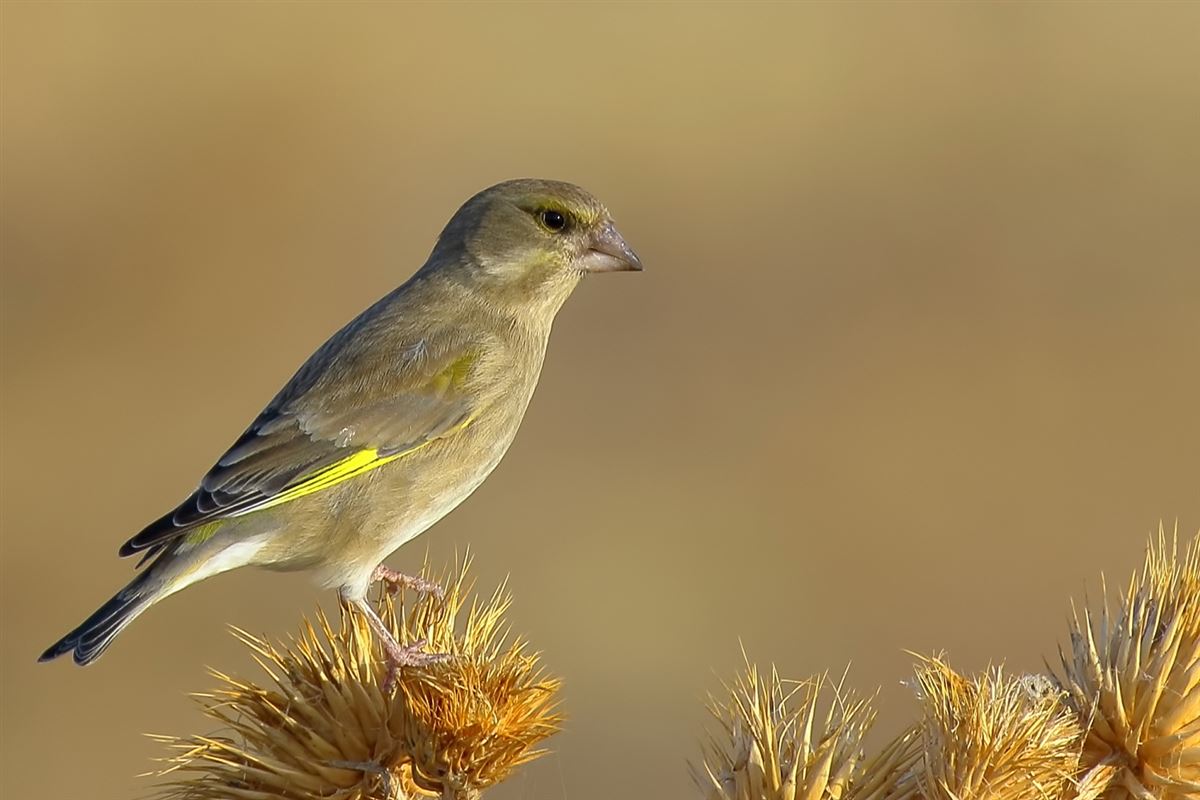European Greenfinch