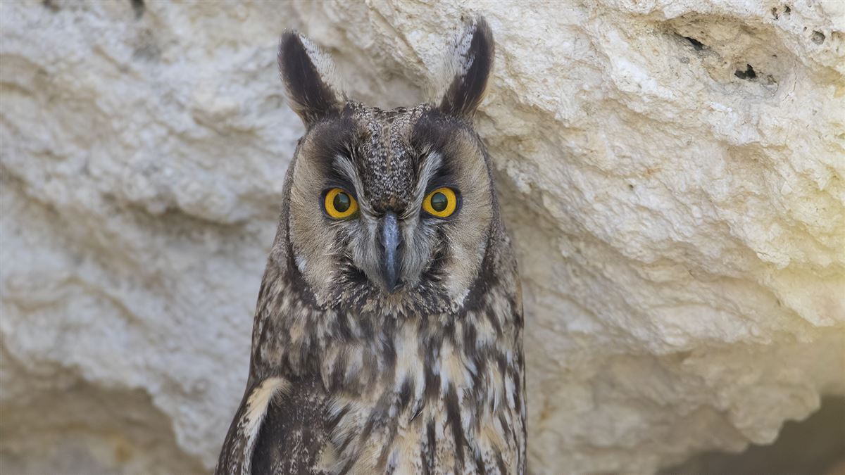 Long-eared Owl
