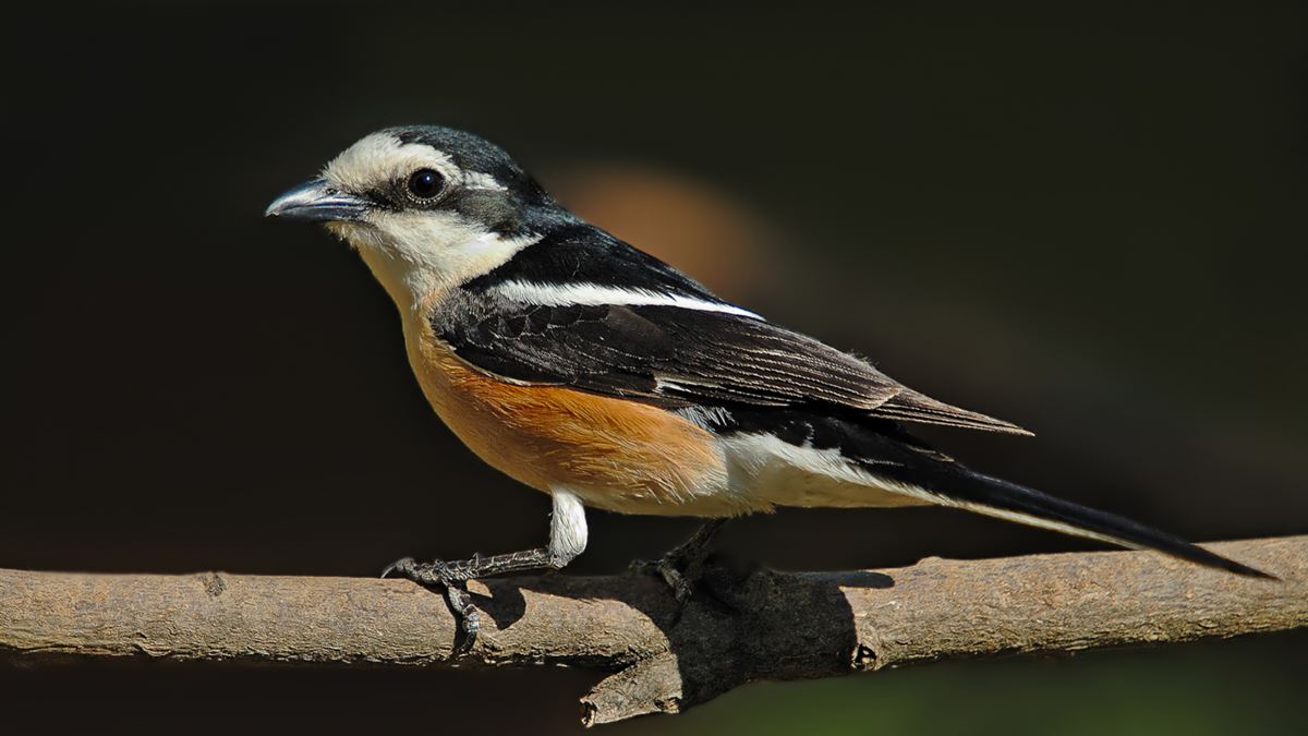 Masked Shrike