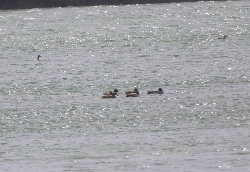 Mallard
