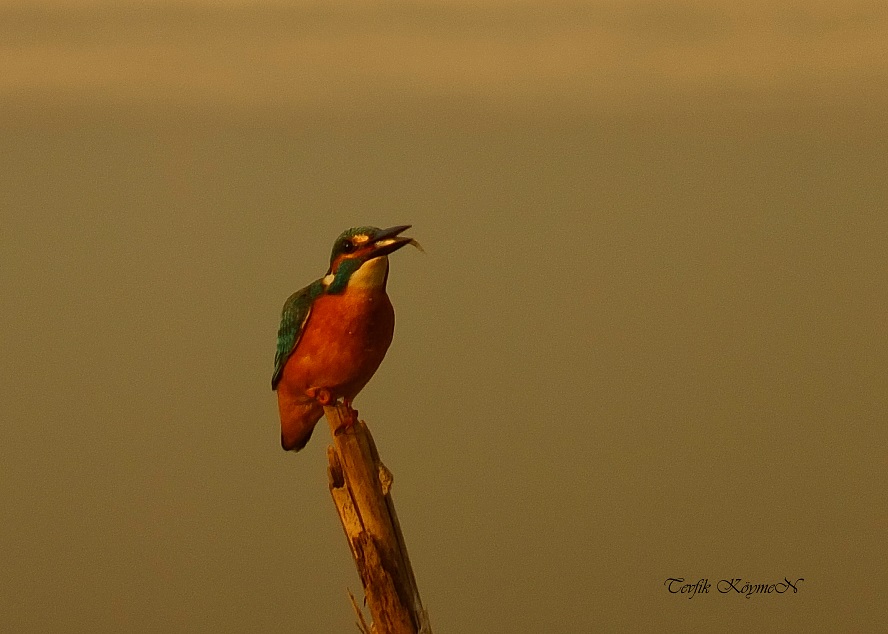 Common Kingfisher