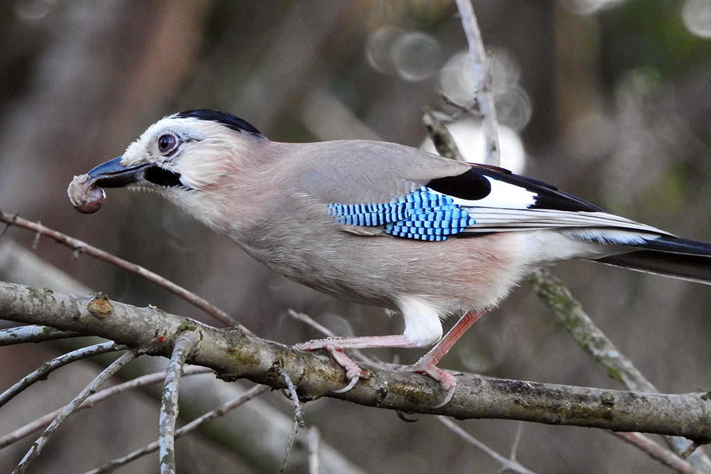 Eurasian Jay