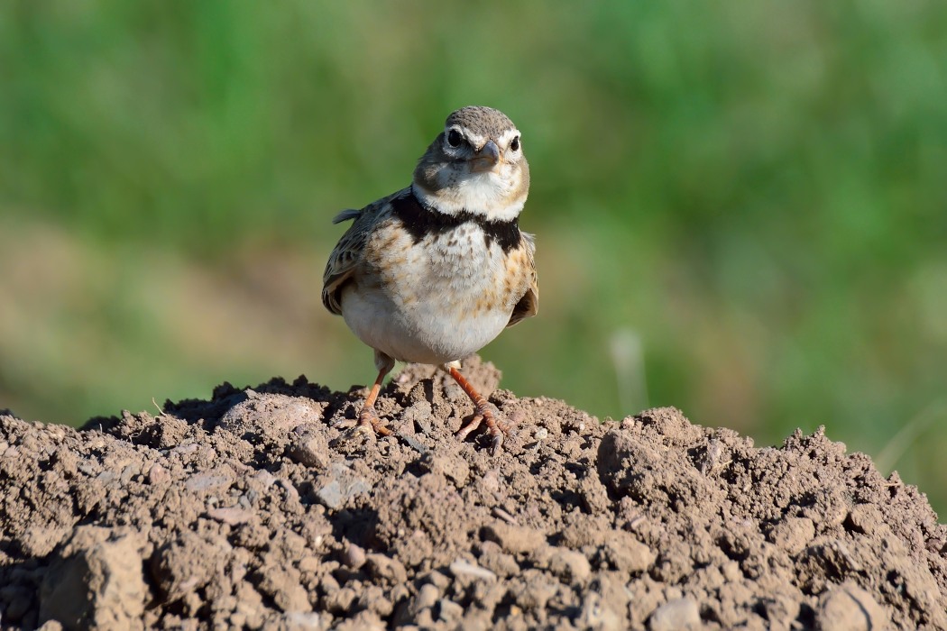 Calandra Lark