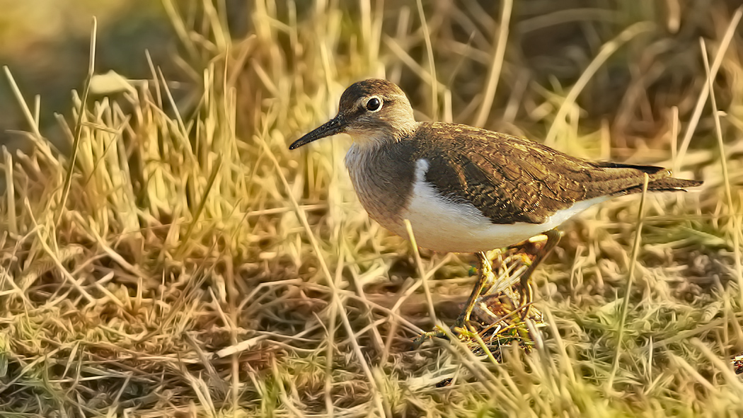 Common Sandpiper