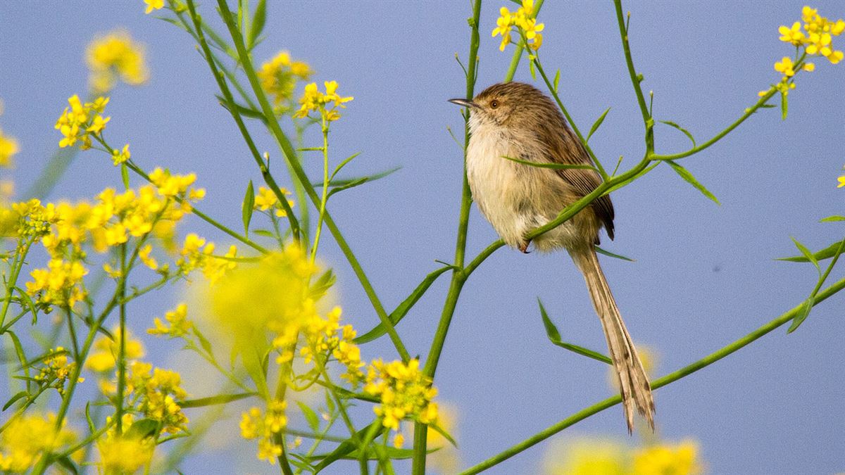 Delicate Prinia