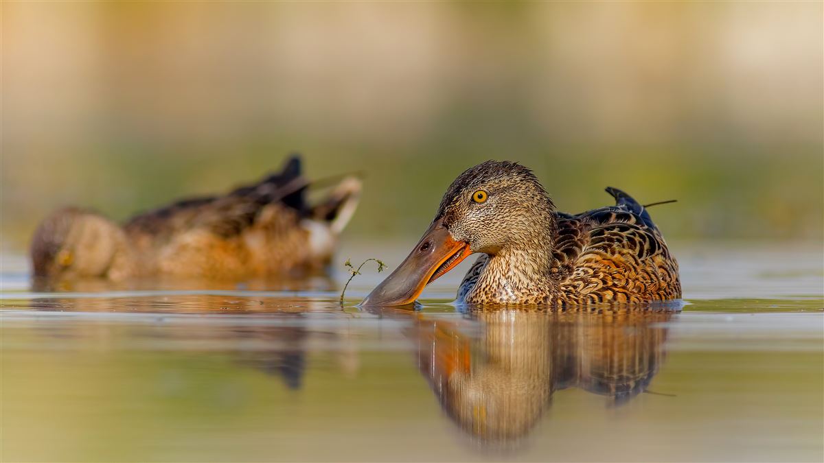 Northern Shoveler