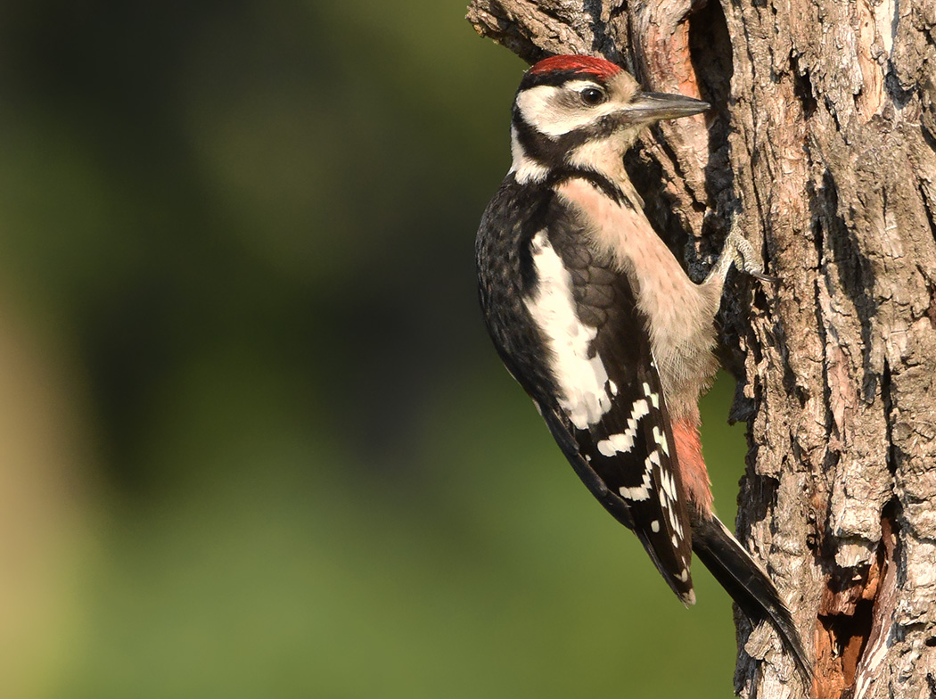 Great Spotted Woodpecker