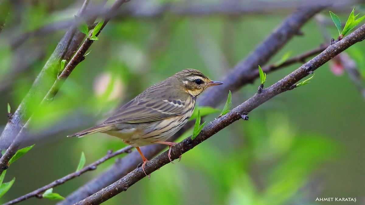 Olive-backed Pipit