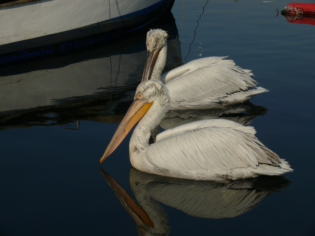 Dalmatian Pelican