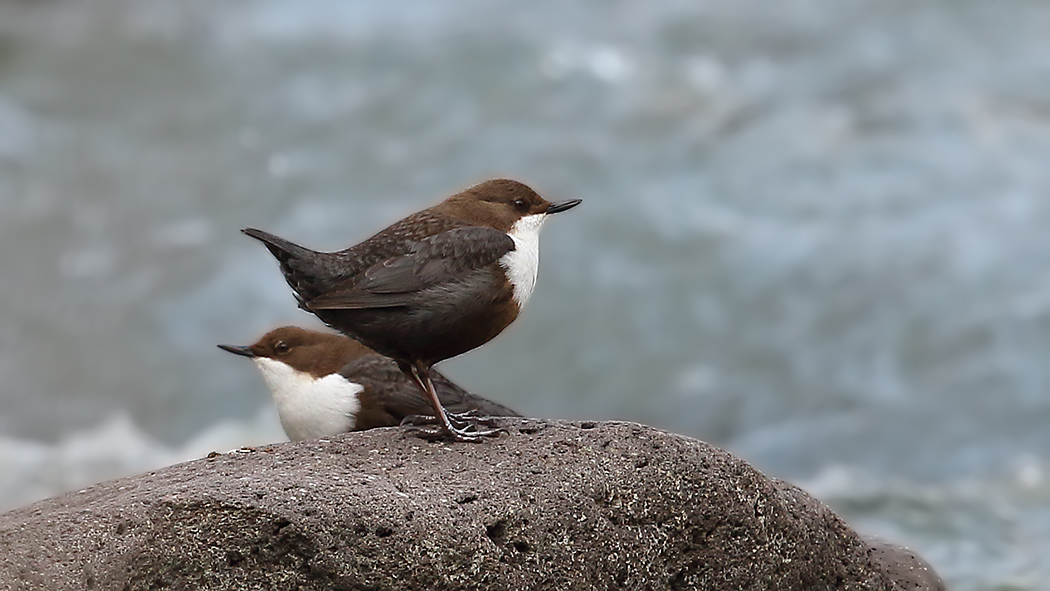 White-throated Dipper