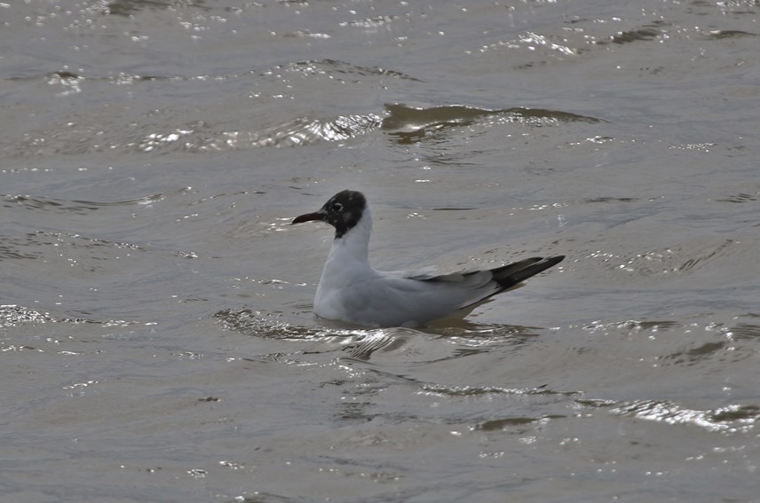 Black-headed Gull