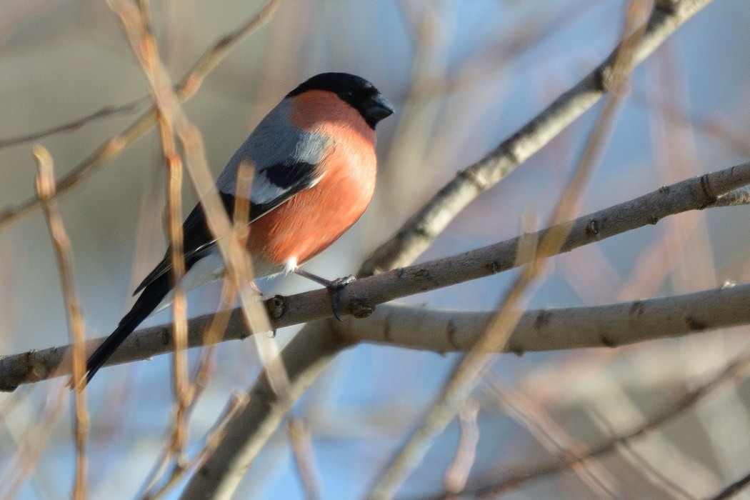 Eurasian Bullfinch