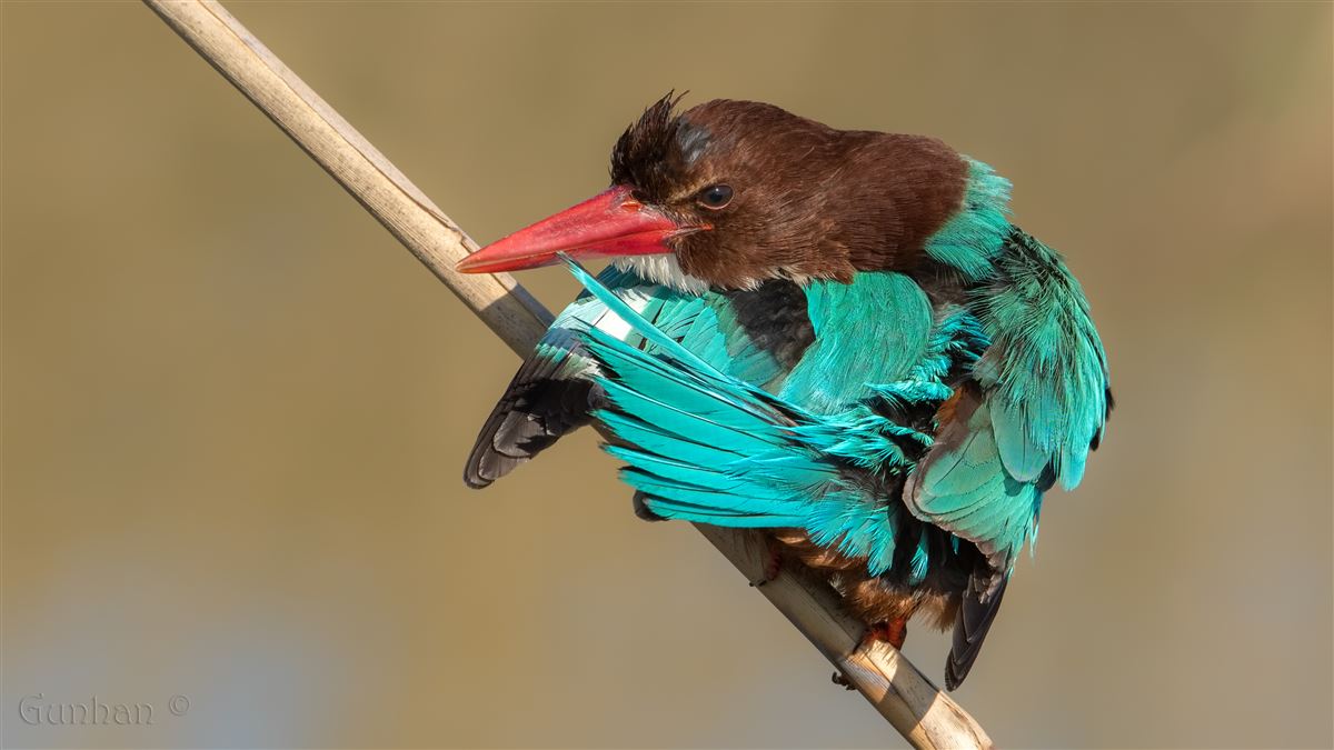 White-throated Kingfisher