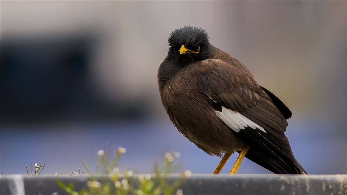 Common Myna