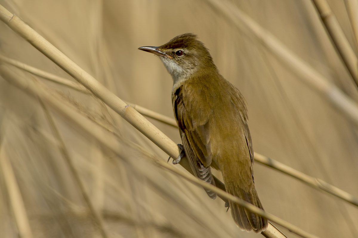 Great Reed Warbler