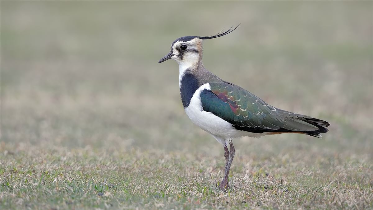 Northern Lapwing