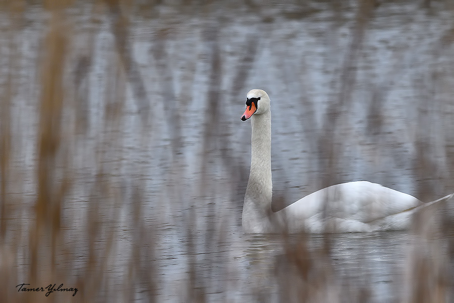 Mute Swan