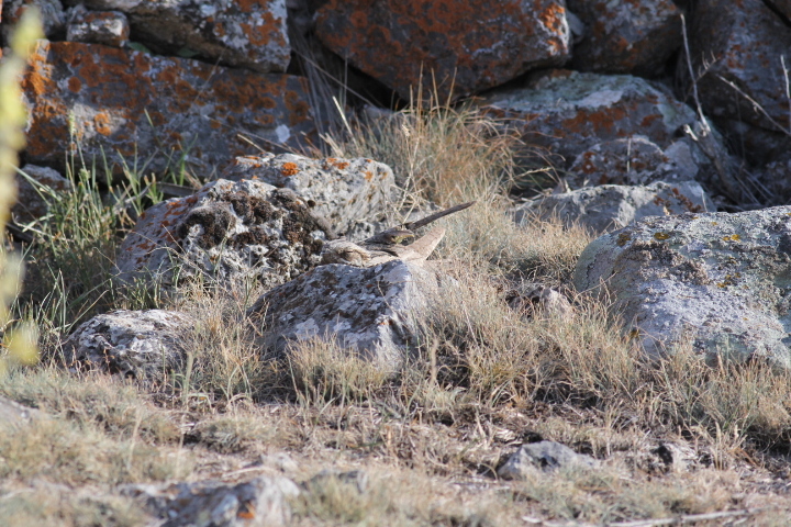 European Nightjar