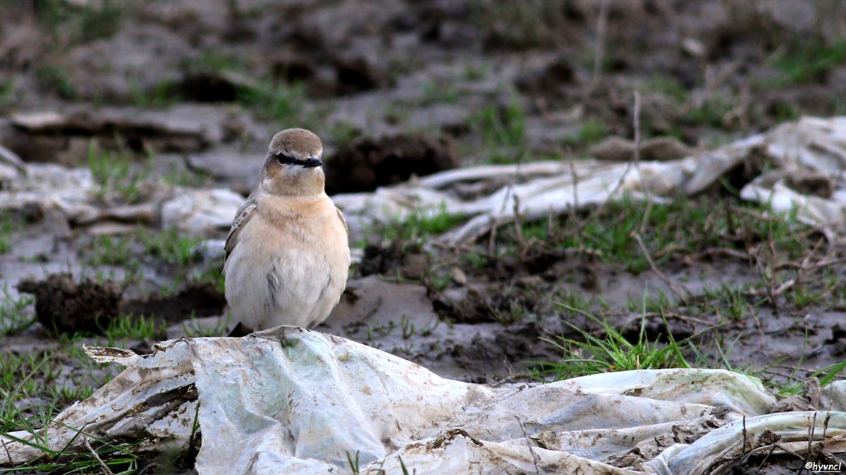 Isabelline Wheatear