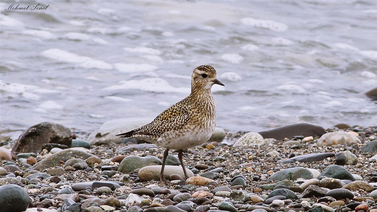 European Golden Plover
