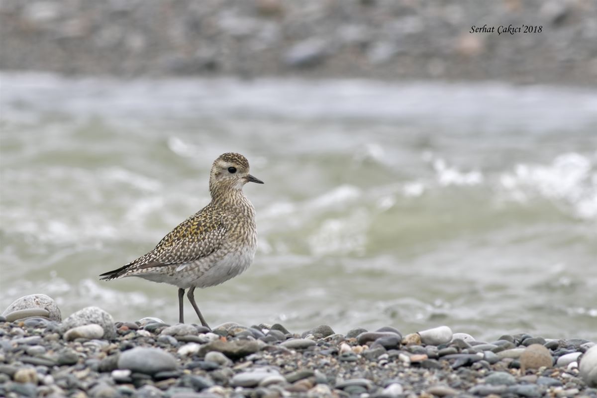 European Golden Plover