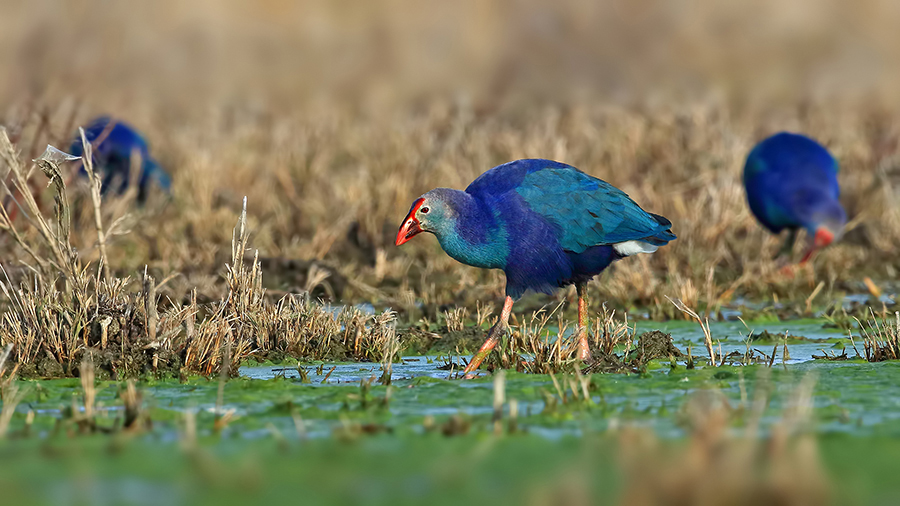 Grey-headed Swamphen