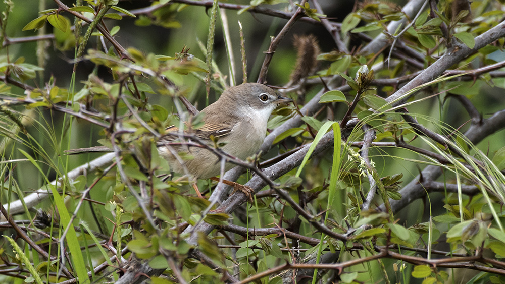 Common Whitethroat